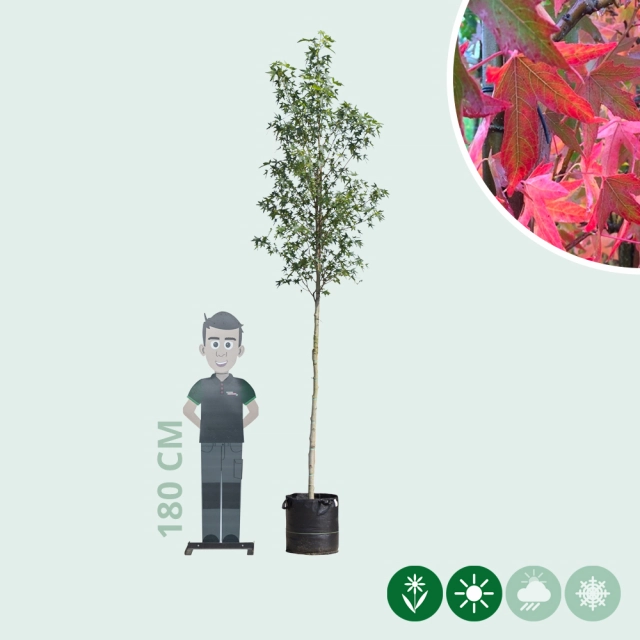 Amberboom 'Worplesdon'