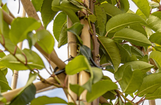 De beste leibomen voor in je voortuin