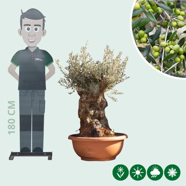 Olijfboom 'Bonsai' decoschaal