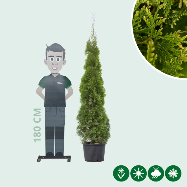 Conifeer 'Smaragd' 180 cm