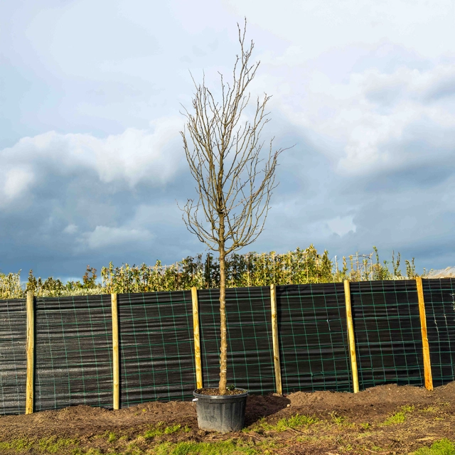 Valse Christusdoorn 'Skyline' #1