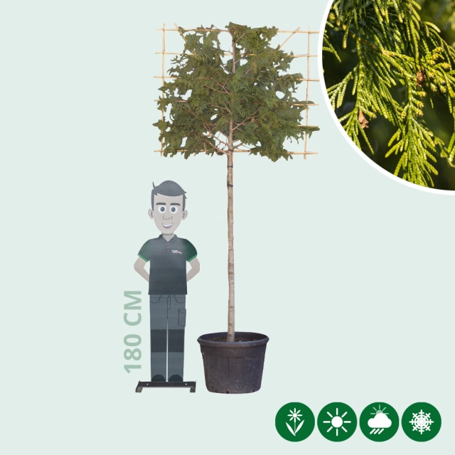 Lei conifeer 180 cm