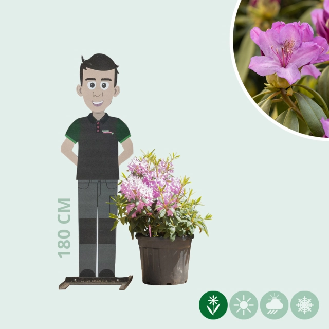 Rhododendron Catawbiense grandiflorum