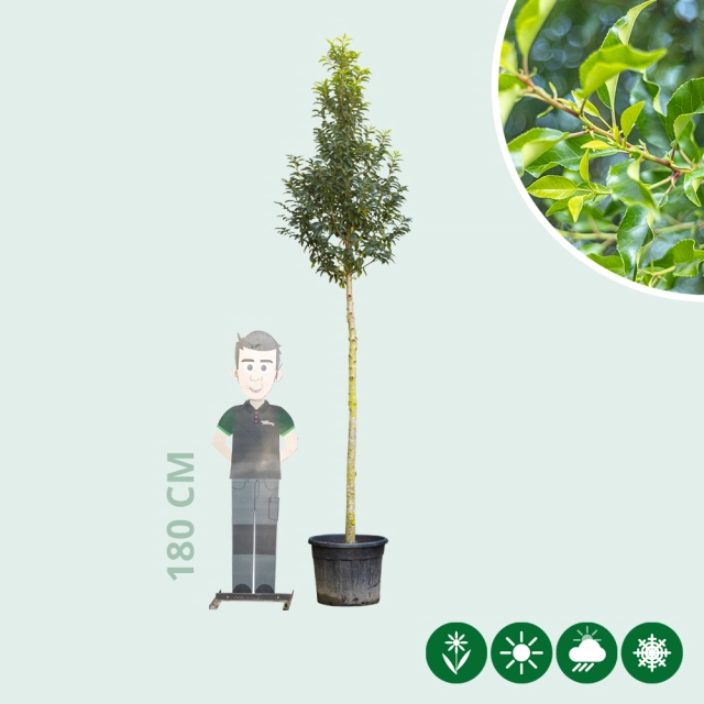 Portugese laurier hoogstam