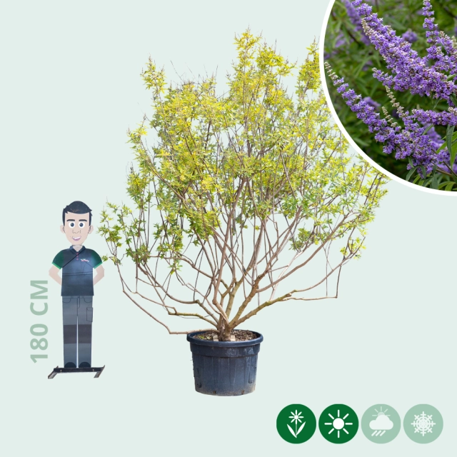 Kuisheidsboom meerstammig