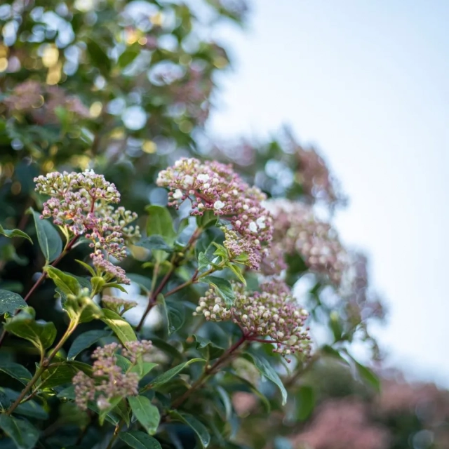 Geschikte bomen voor een kleine tuin