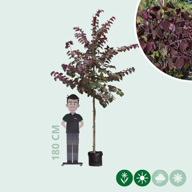 Judasboom 'Forest Pansy' hoogstam