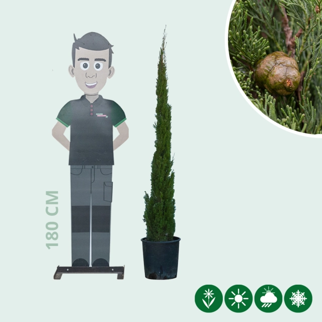 Italiaanse cipresboom 'Totem' 125 cm