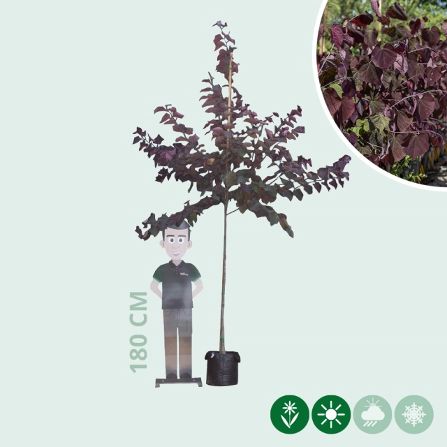 Judasboom 'Forest Pansy' hoogstam