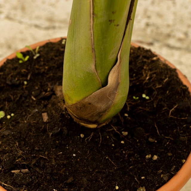 Bomen bemesten