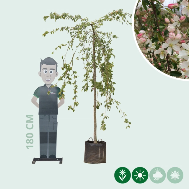 Groene treur sierappel
