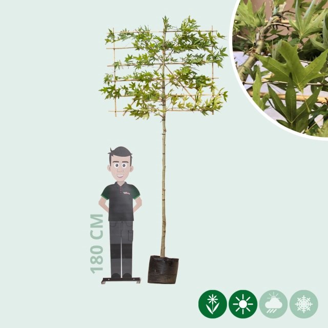 Oosterse plataan leiboom 220 cm