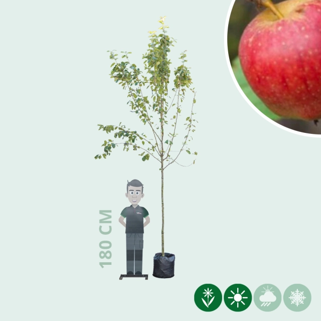 Malus d. 'Notarisappel'