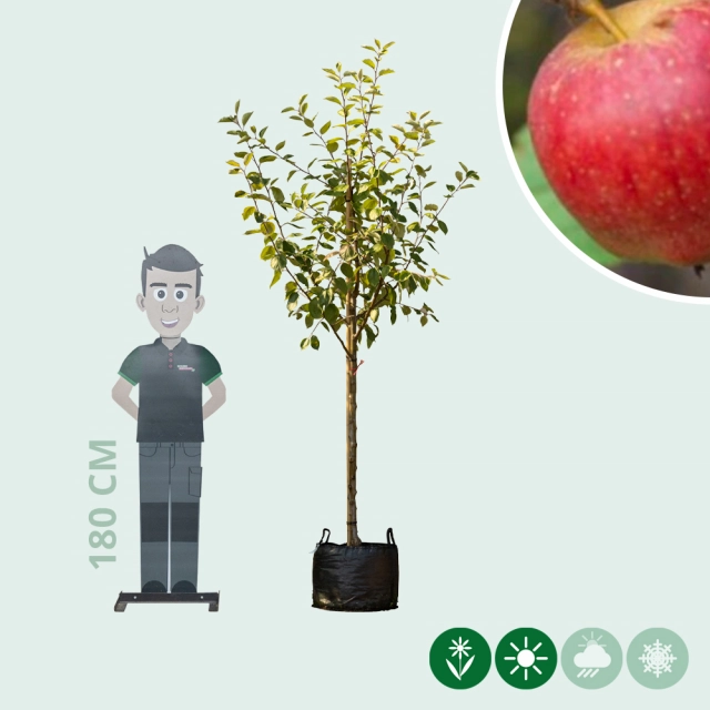 Malus d. 'Notarisappel'