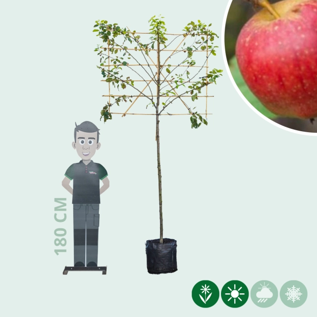 Malus d. 'Notarisappel' leiboom