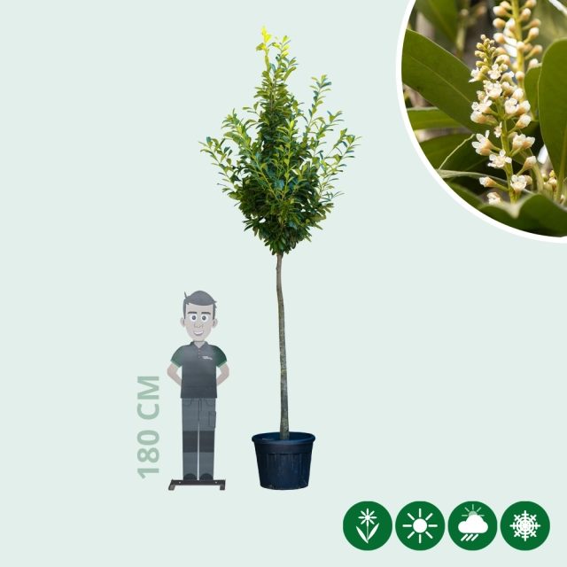 Laurierkers hoogstam