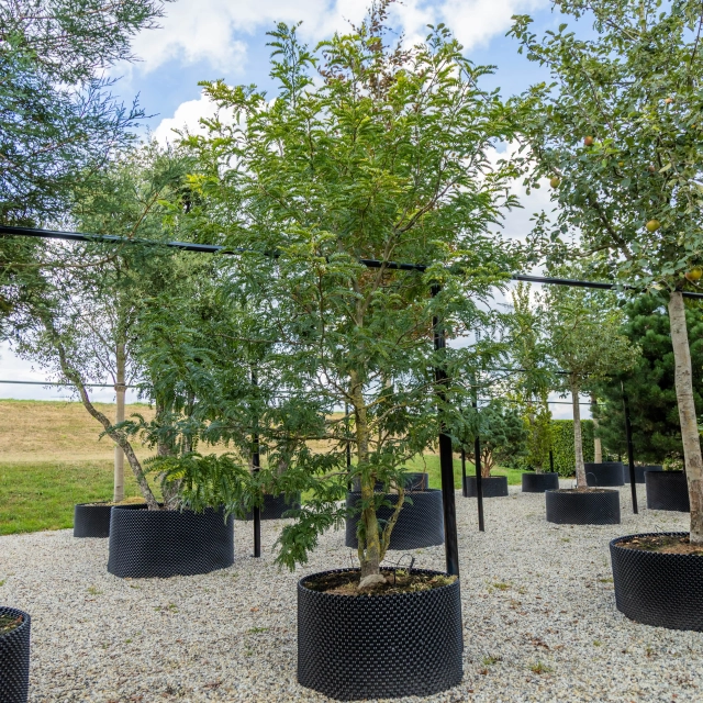 Gele valse Christusdoorn meerstammig #1