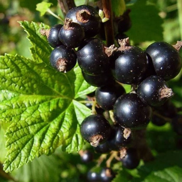 Zwarte bes