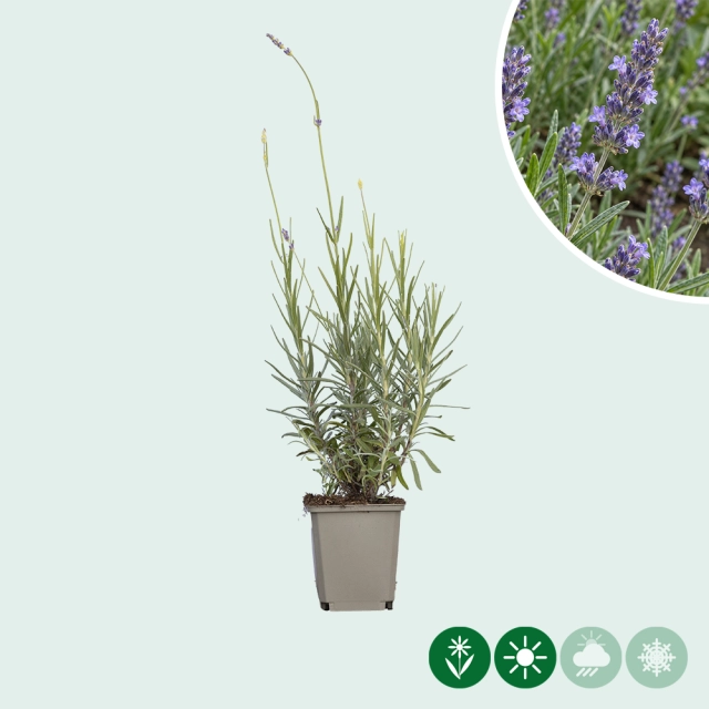 Lavendel 'Munstead'
