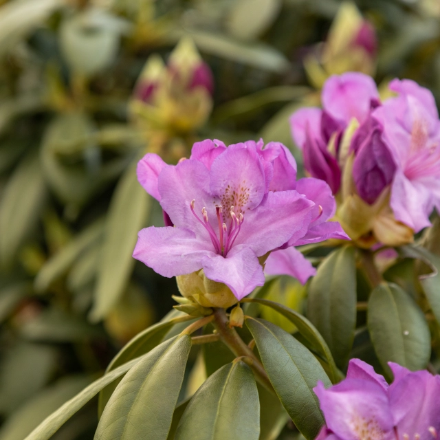Rhododendron planten