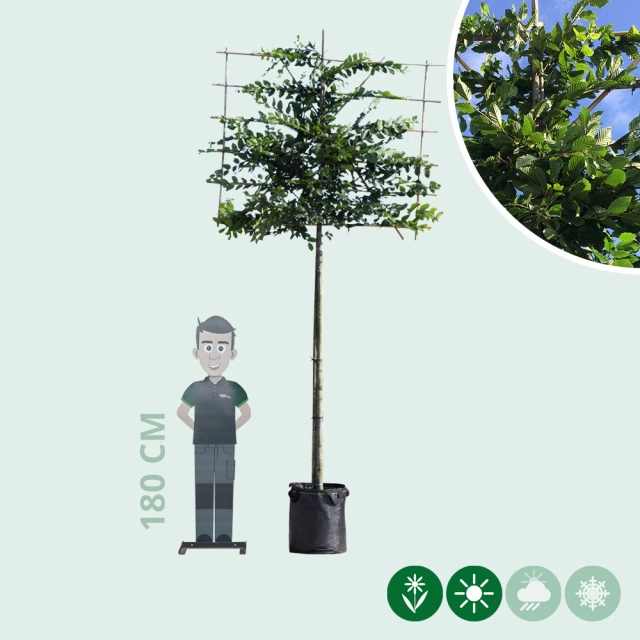 Leihaagbeuk 200 cm