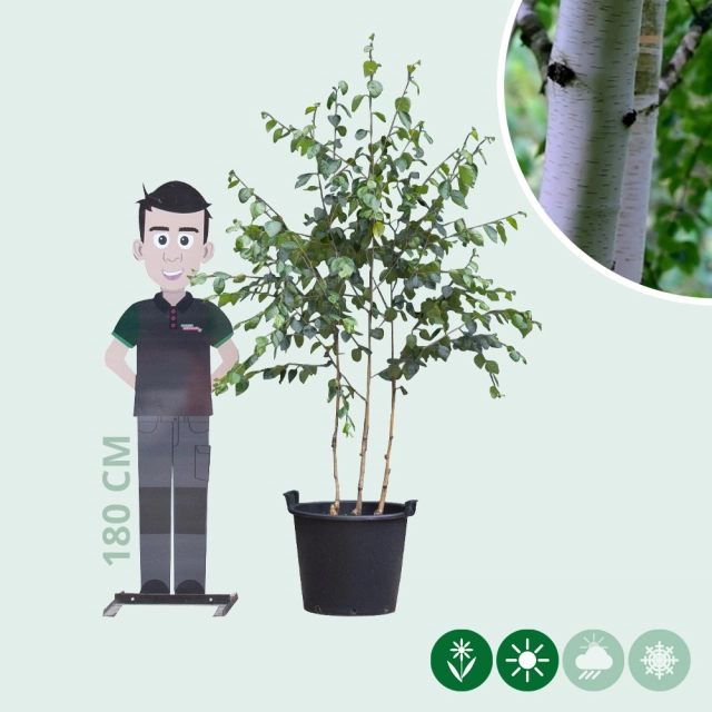 Witte berk meerstammig