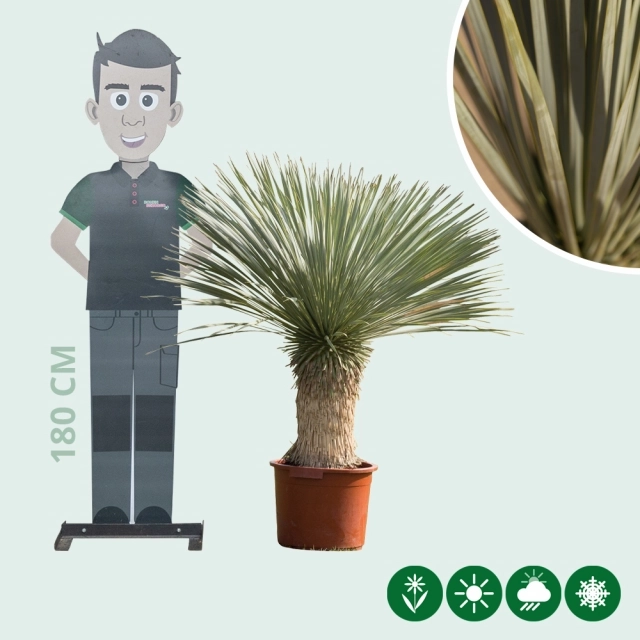 Yucca rostrata palmlelie
