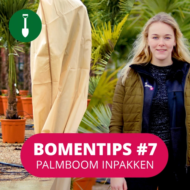 Bomentip #7 Palmboom inpakken