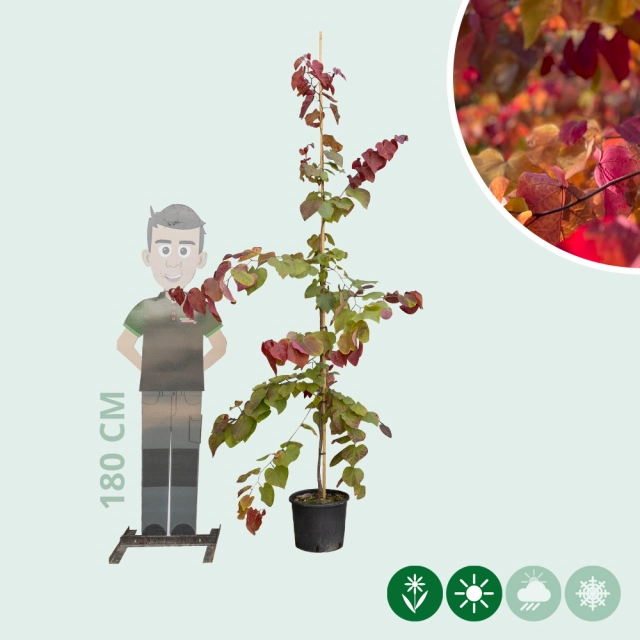 Judasboom 'Eternal Flame'