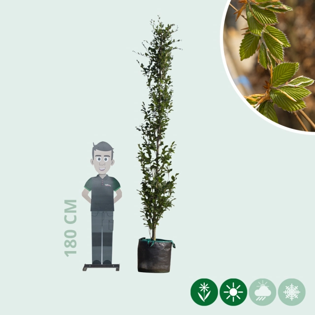 Groene zuilbeuk