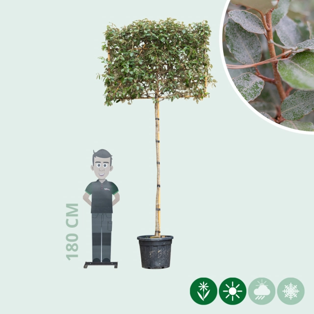 Olijfwilg leiboom volgroeid