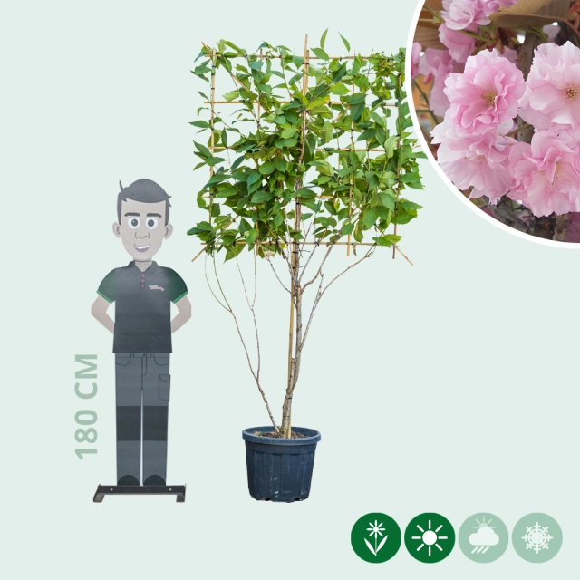 Japanse sierkers leiboom meerstammig