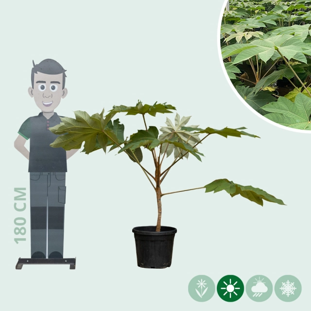Chinese rijstpapier plant 150 cm