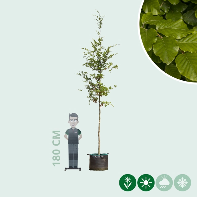 Groene beuk