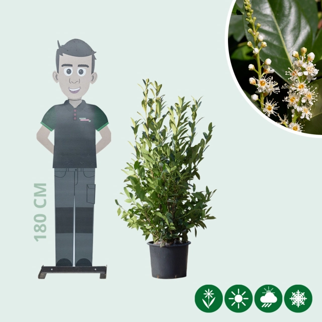 Laurierhaag 'Novita' 120 cm