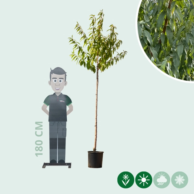 Amandelboom halfstam