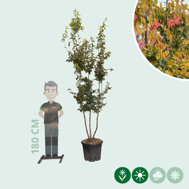 Parrotia persica meerstammig