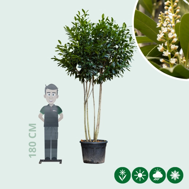 Laurierkers 'Genolia' meerstammig