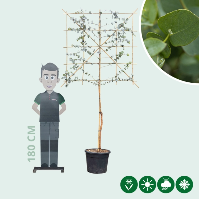 Gomboom leiboom 120 cm