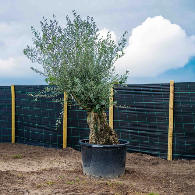 Olijfboom 'Bonsai' #1