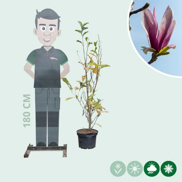 Magnolia 'Spectrum' struik