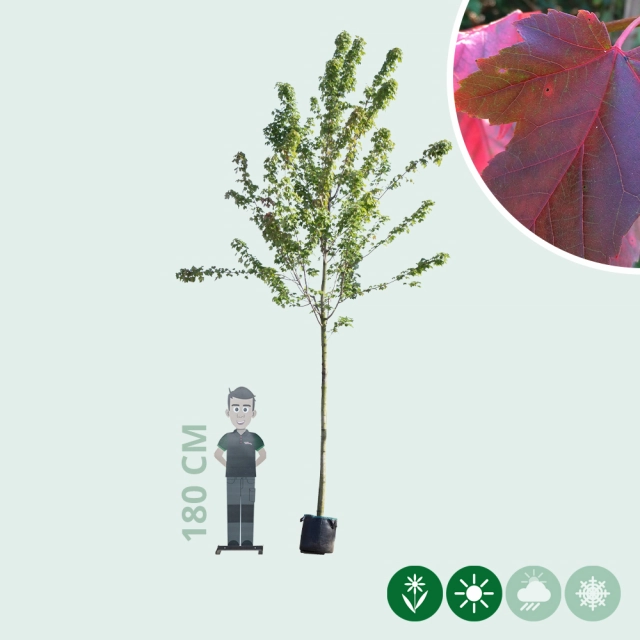 Amerikaanse rode esdoorn