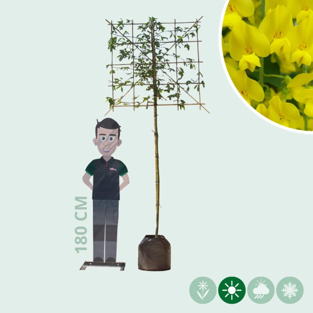 Gouden regen leiboom 180 cm