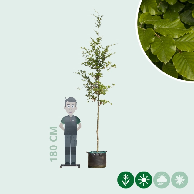 Groene beuk