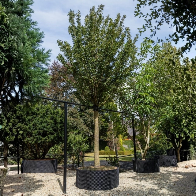 Japanse sierkers 'Umeniko' #113