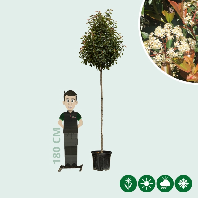 Glansmispel boomvorm