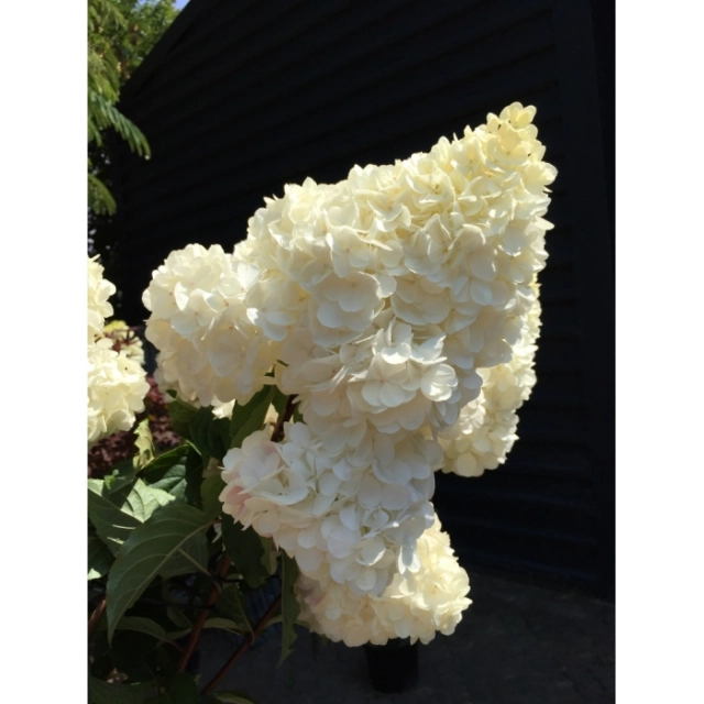 Hortensia Vanilla Fraise