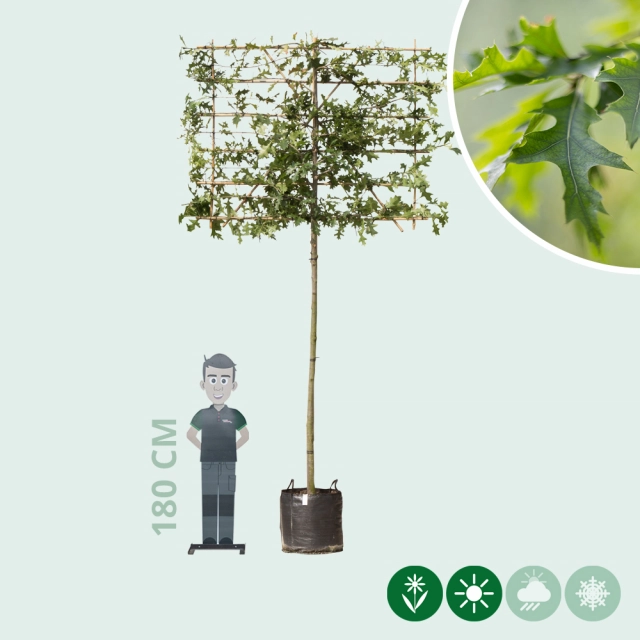 Moeraseik leiboom 240 cm