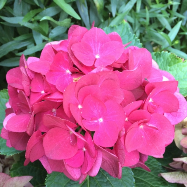 Hortensia Alpengluhen