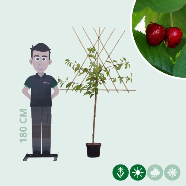 Prunus a. 'Stella' halfstam leiboom